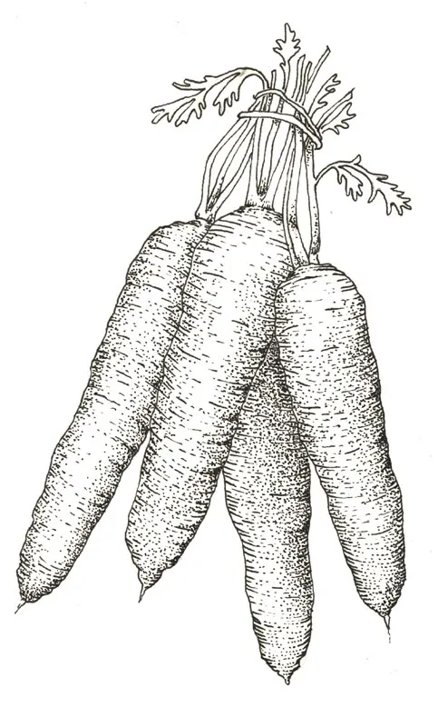 Illustration au trait : carottes