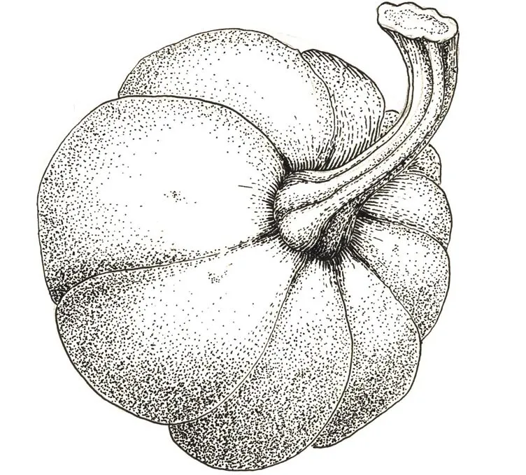 Illustration au trait : courge