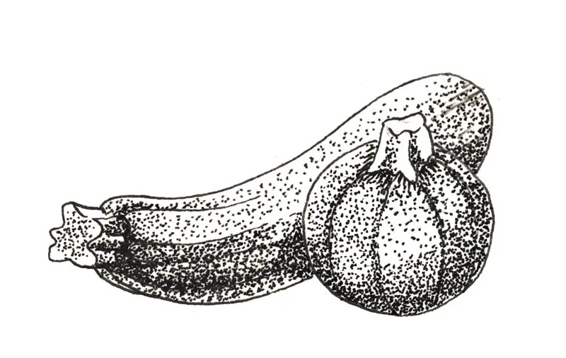 Illustration au trait : courgettes