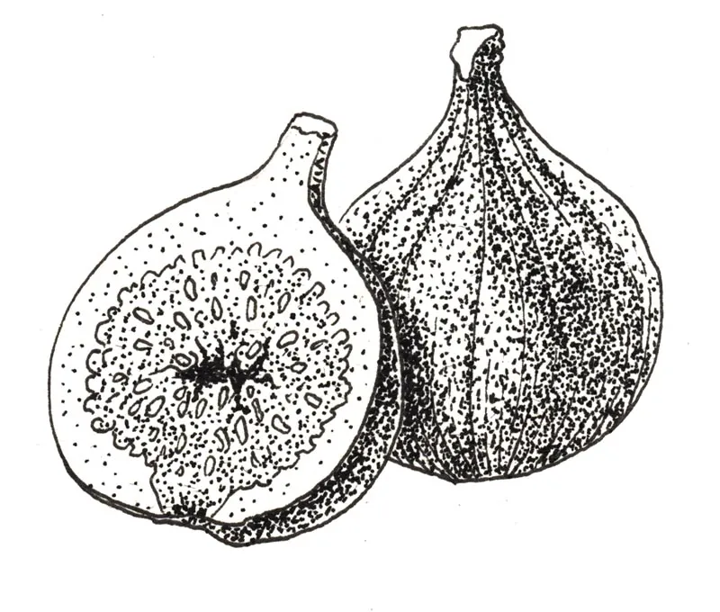 Illustration au trait : figues