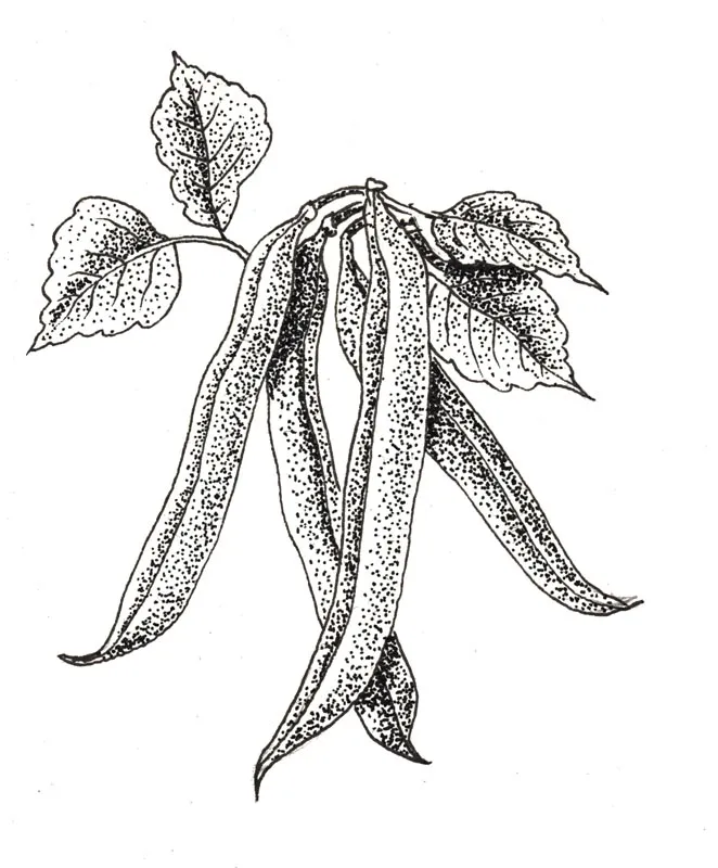 Illustration au trait : haricots verts