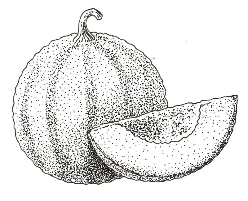 Illustration au trait : melon