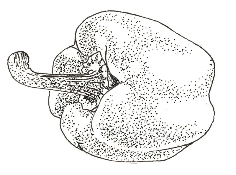 Illustration au trait : poivron