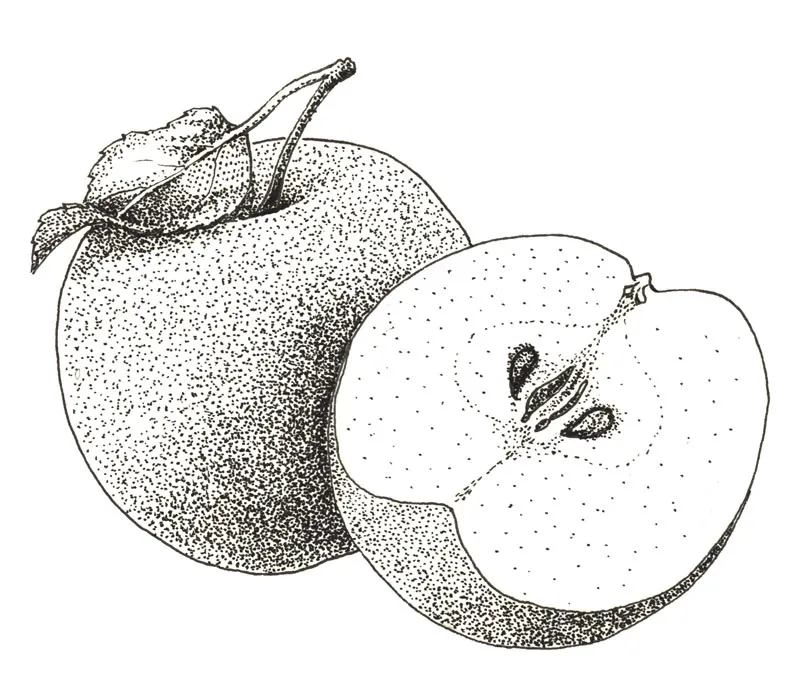 Illustration au trait : pomme