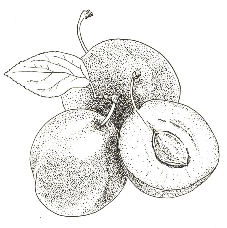 Illustration au trait : prunes