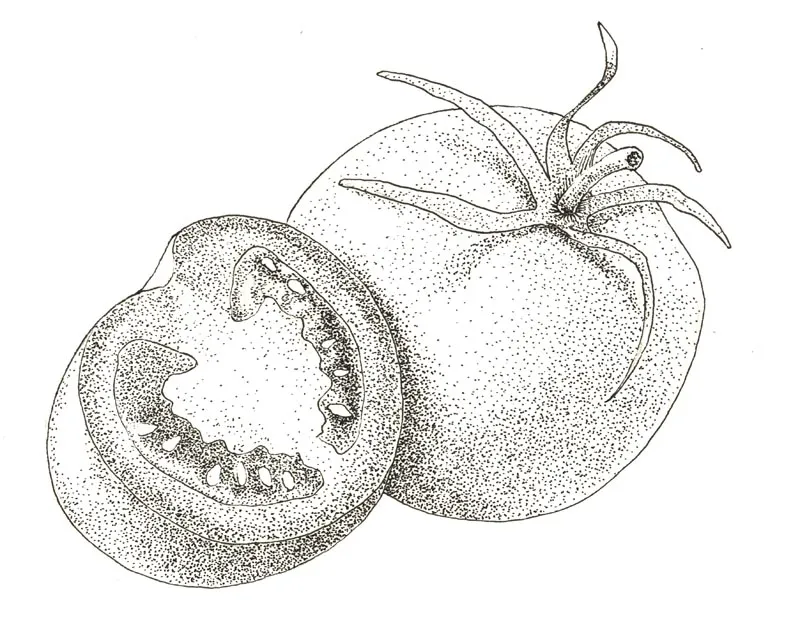 Illustration au trait : tomates